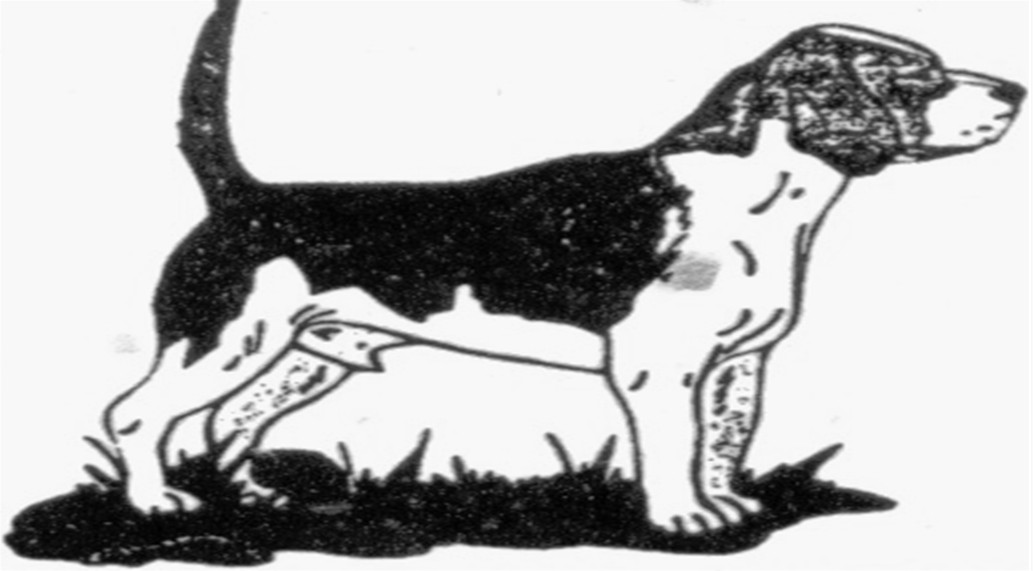 beagle.jpg